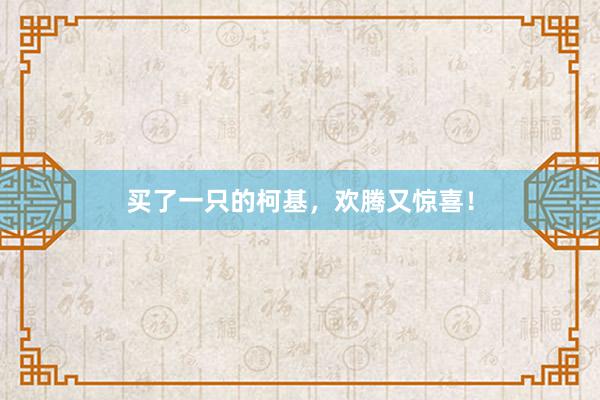 买了一只的柯基，欢腾又惊喜！